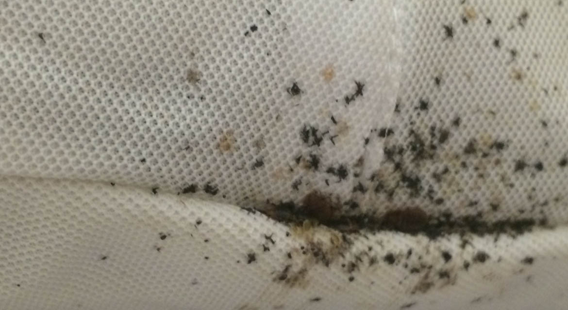 a mattress infested with bed bugs