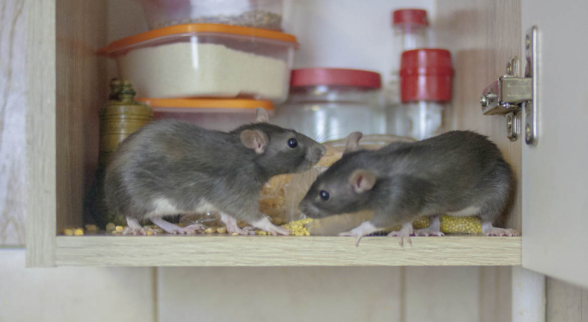 two mice eating our of someones cabinet