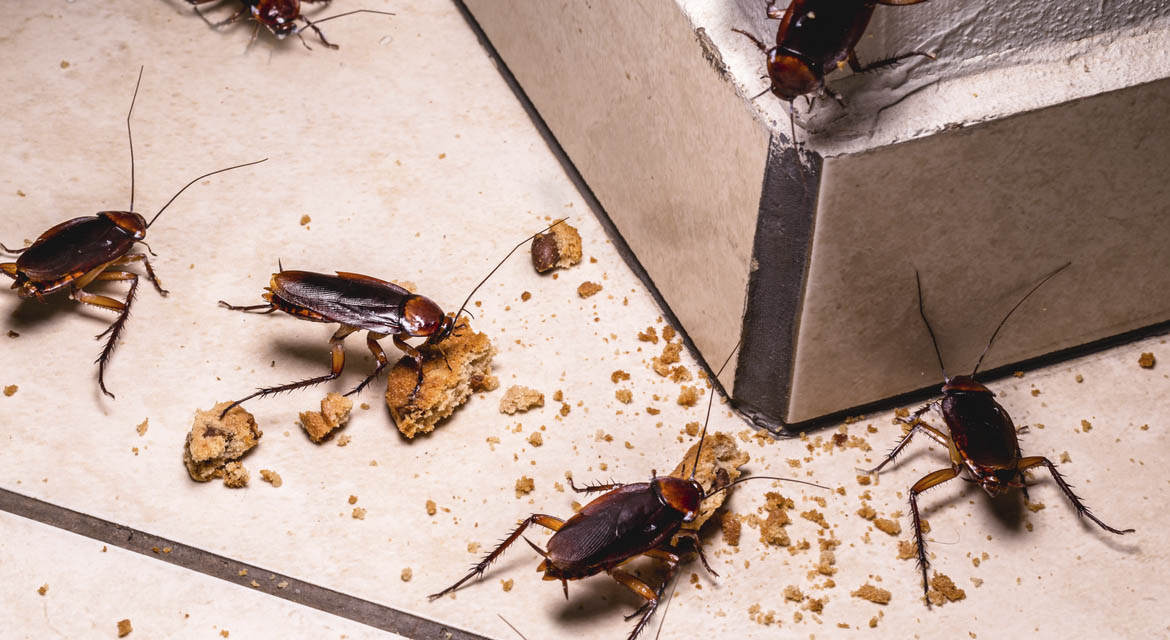 cockroaches eating crumbs on the ground