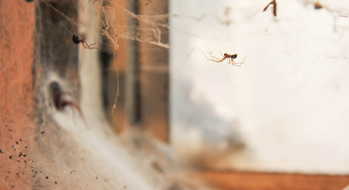 a few spiders making a web