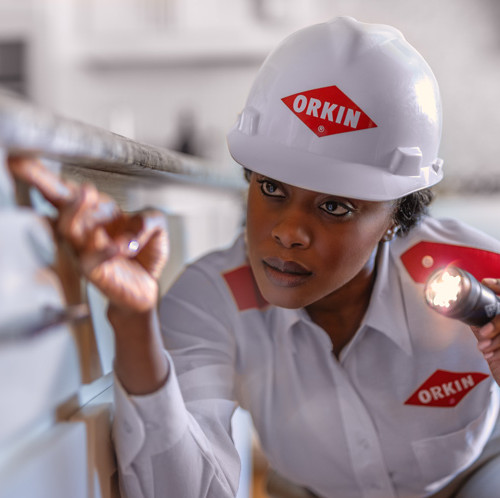 Orkin tech using a flashlight while inspecting