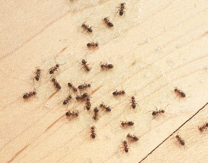 ants on wooden floor top view