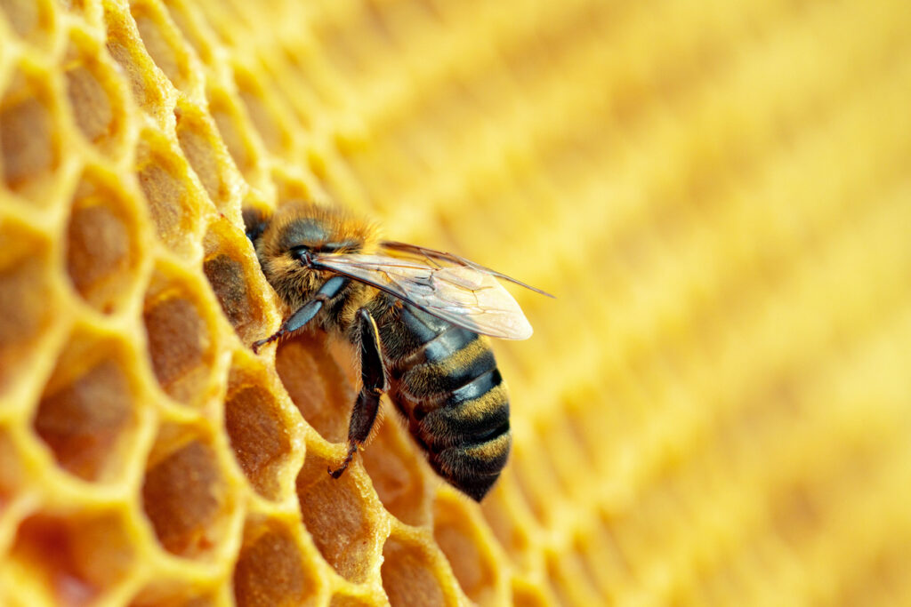 Close-up macro of a honey-bee collecting pollen from a yellow flower