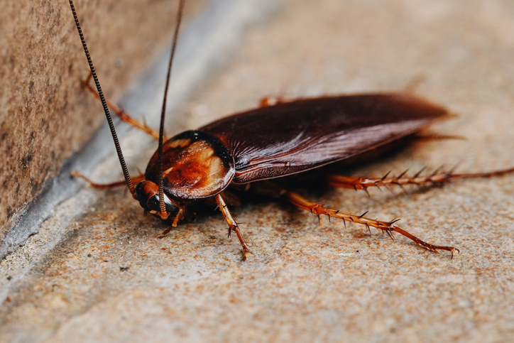 Selective focus of cockroach on the cement floor, Close Up of cockroach on street, Insects on concrete background