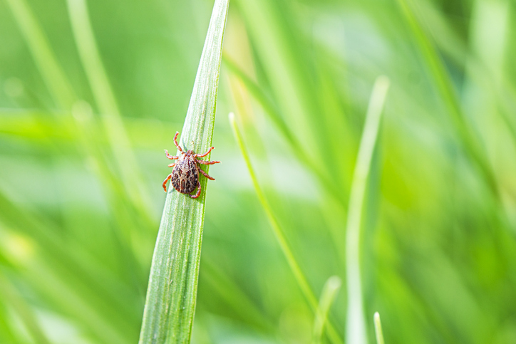 A single tick in a grass area.