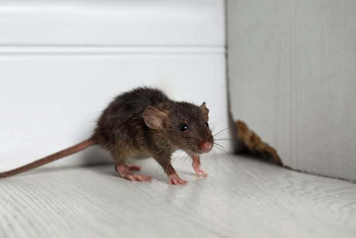 Grey mouse near wooden wall on floor.