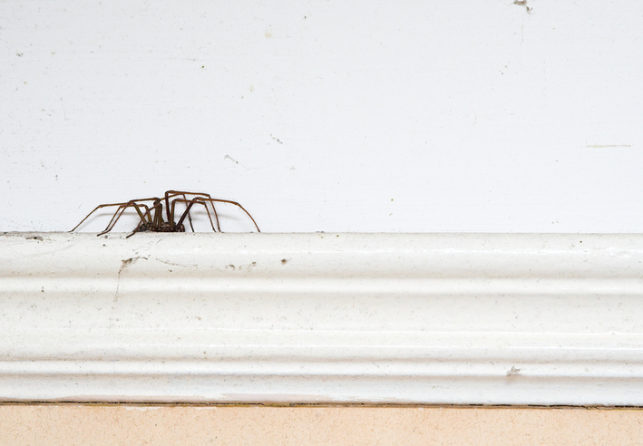 Spider on a rail in a house.