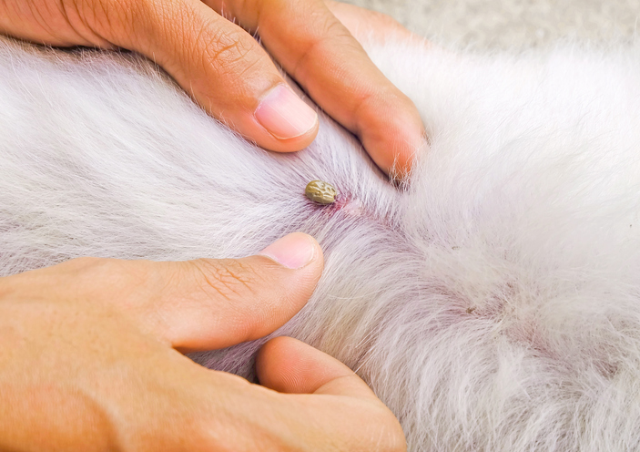 man try to pick tick sucking blood on dog back