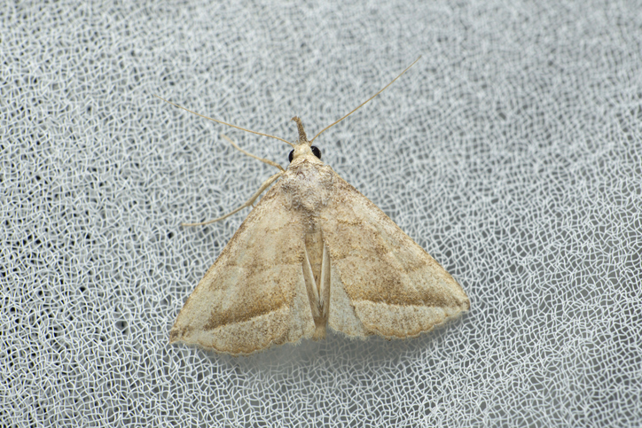 moth on a gray fabric.