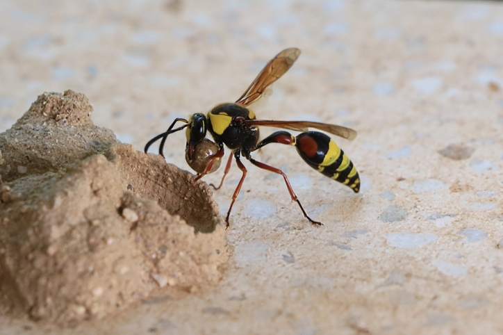 Wasp making mud nest