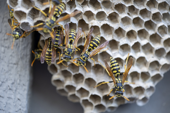 Hornets nest with yellow jacket wasps crawling across the top