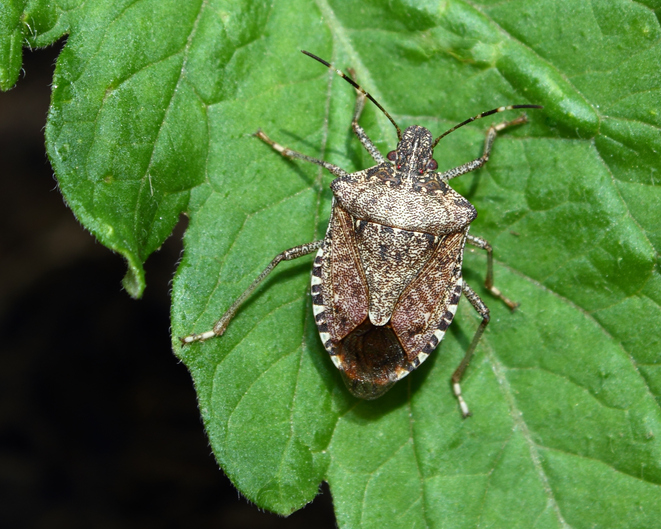 a stink bug on a green leaf